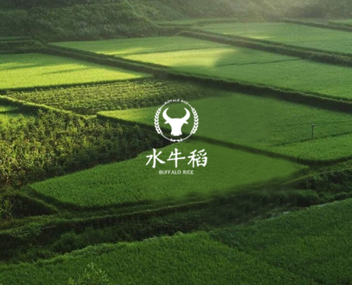 原阳水牛稻-农业